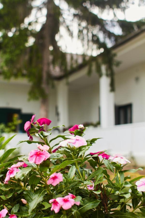 Vadrozsa Vendeghaz Racalmas Guest House Екстериор снимка